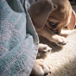 Puppy after bath time